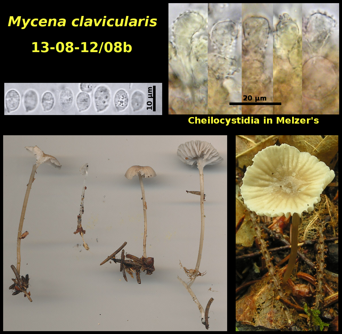 Picture of Mycena clavicularis 13-08-12/08b